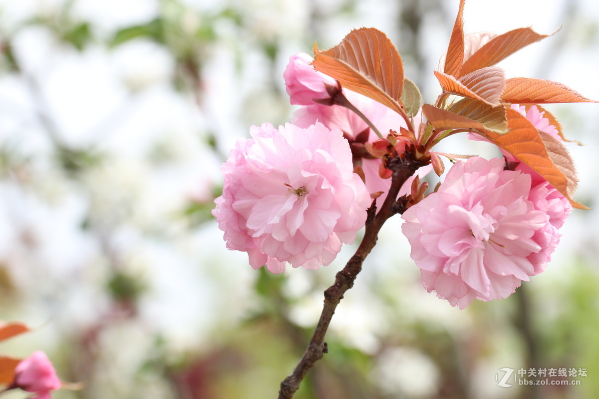 新手第一帖，进入大家庭，和大家共同学习了！