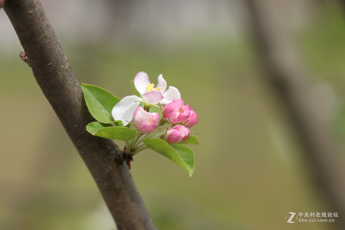 新手第一帖，进入大家庭，和大家共同学习了！