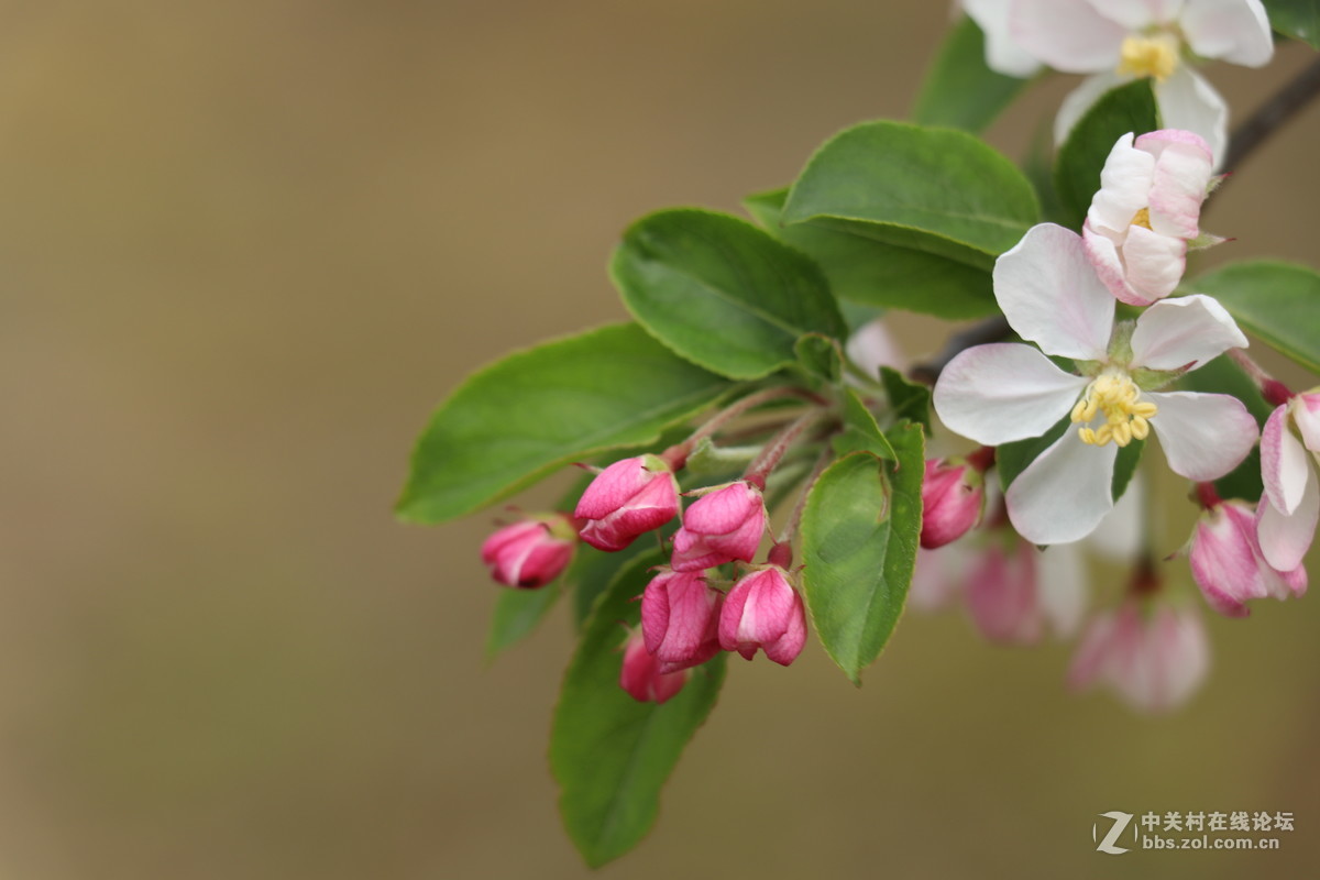 新手第一帖，进入大家庭，和大家共同学习了！