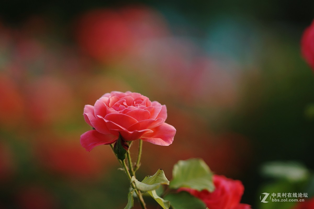 月季花开红彤彤