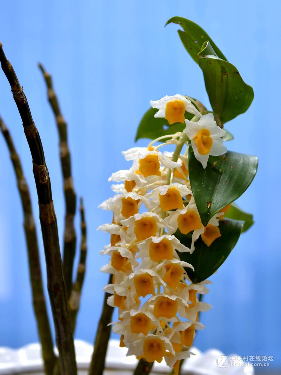 一组“铁皮石斛”花开拍摄