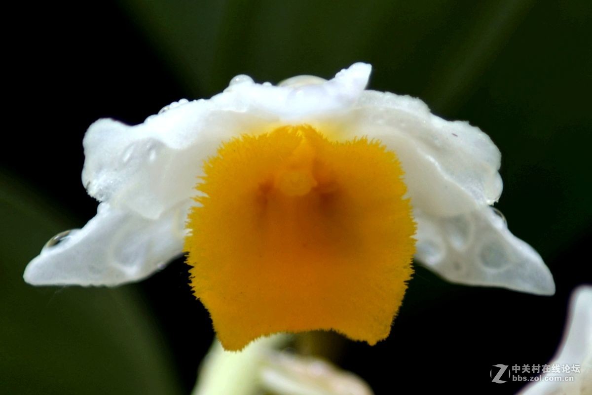 一组“铁皮石斛”花开拍摄