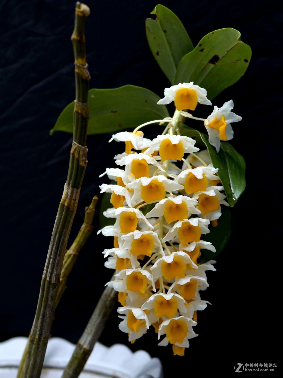 一组“铁皮石斛”花开拍摄