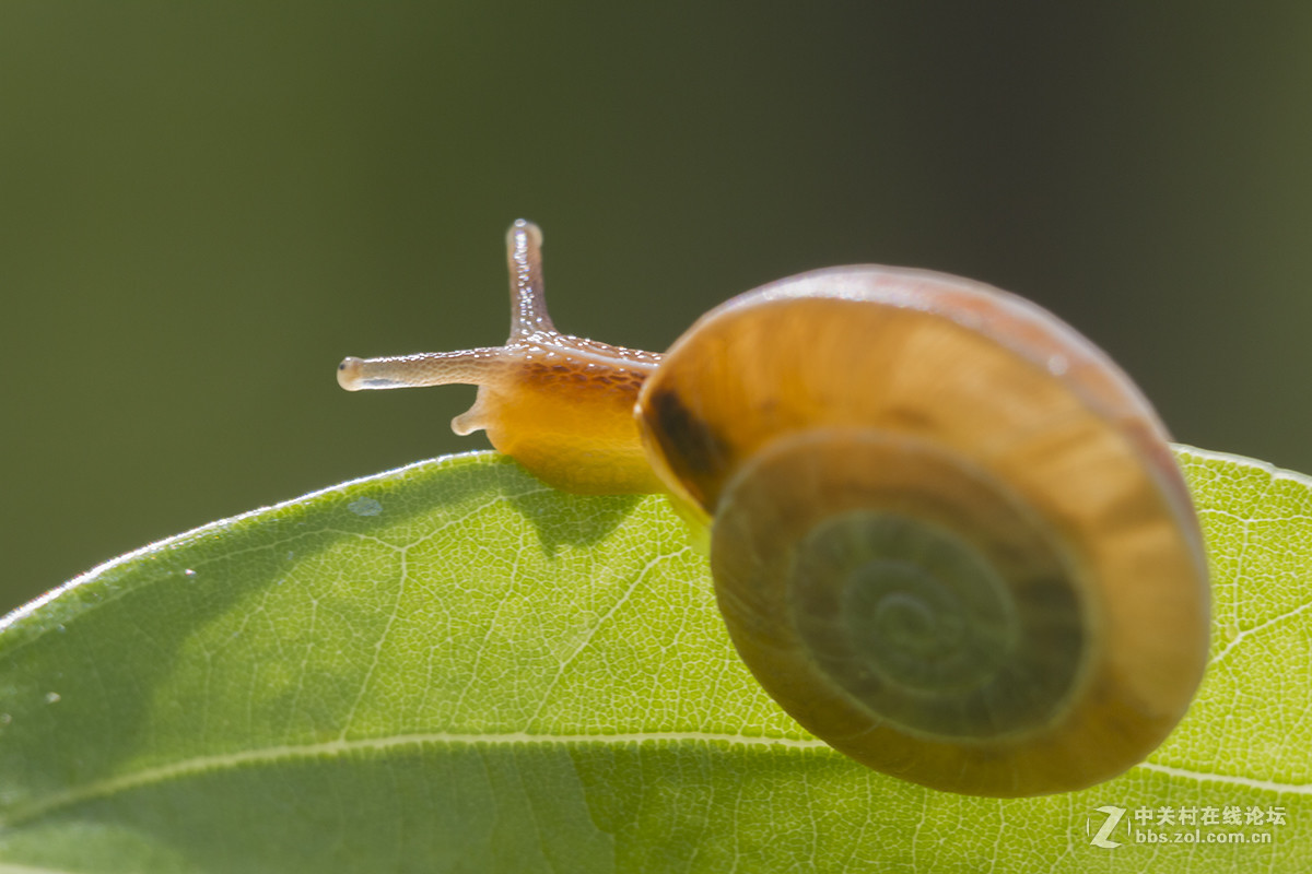 蜗牛