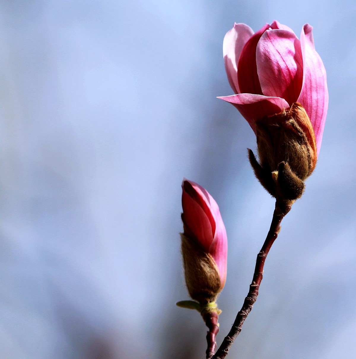 70D带适马156试头