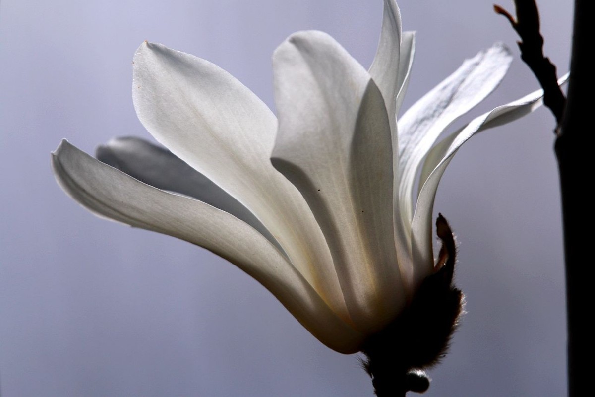 70D带适马156试头