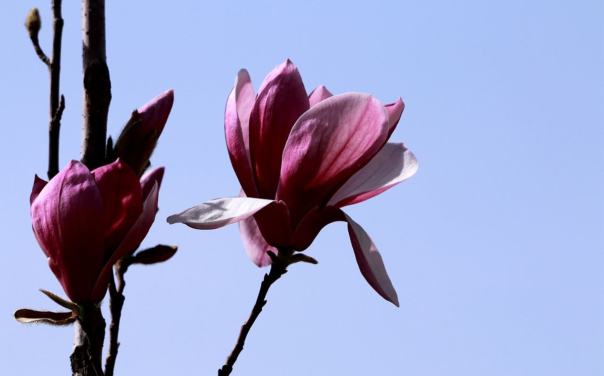 70D带适马156试头