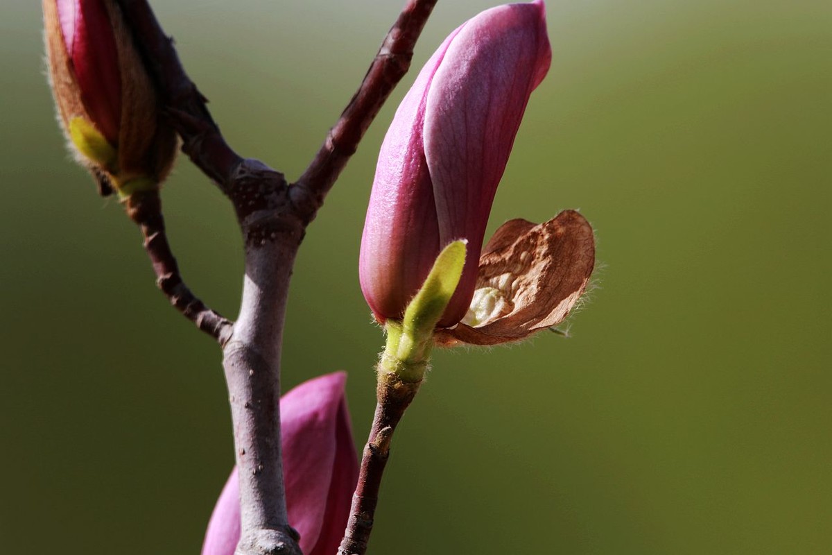 70D带适马156试头