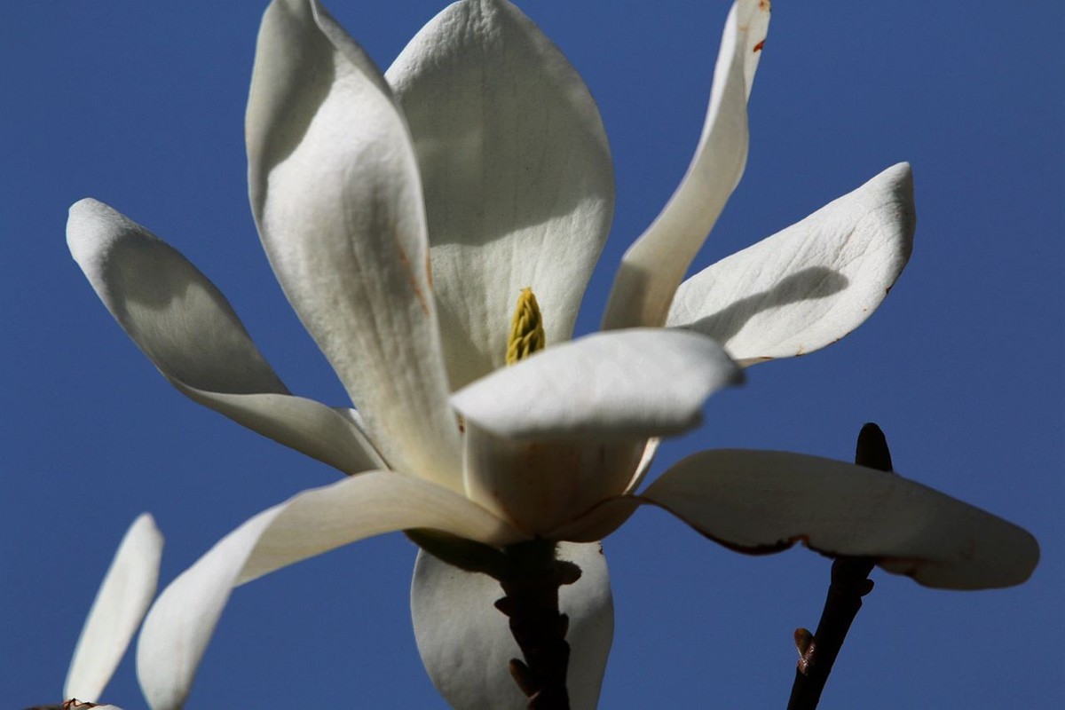 70D带适马156试头