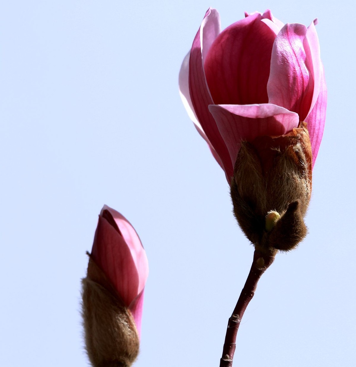 70D带适马156试头