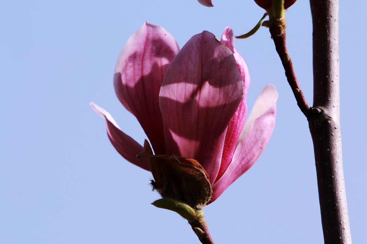 70D带适马156试头