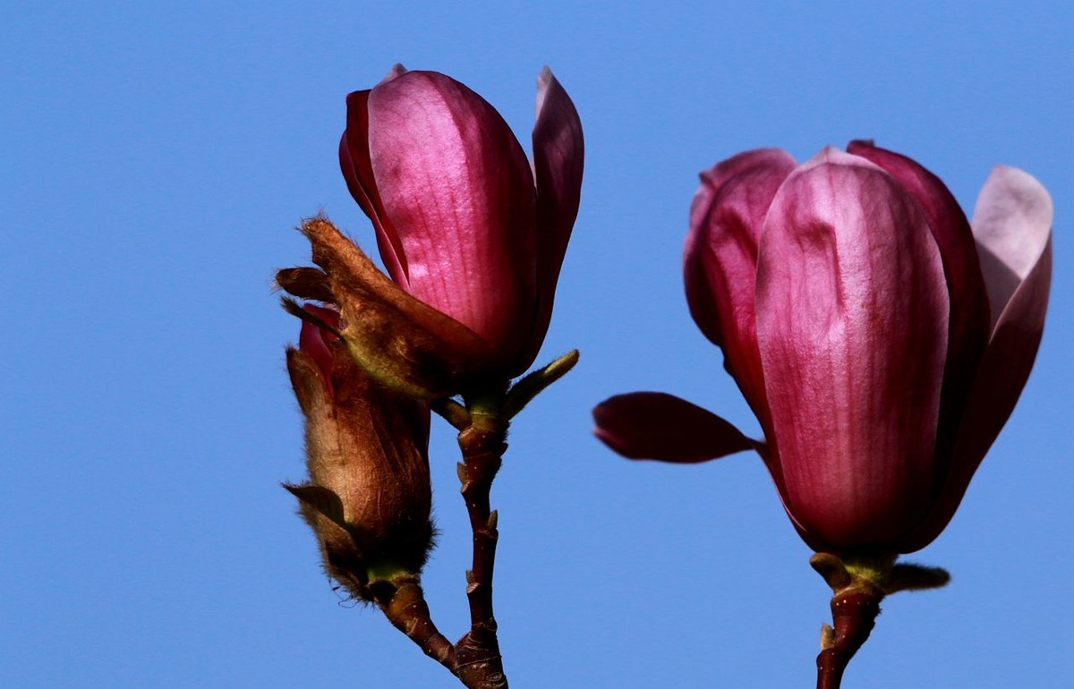 70D带适马156试头