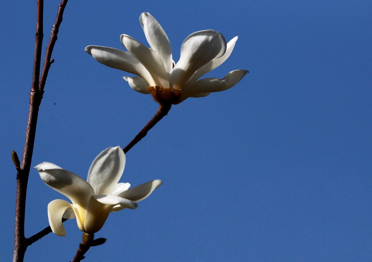 70D带适马156试头