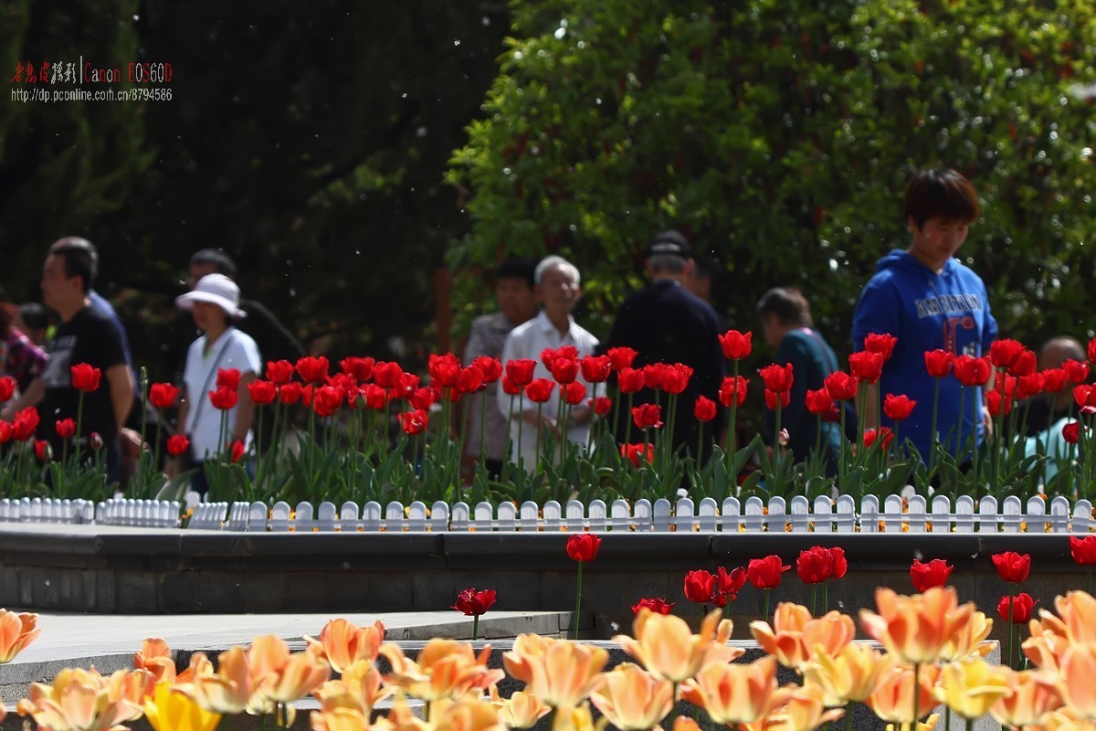 四月飞雪（絮）