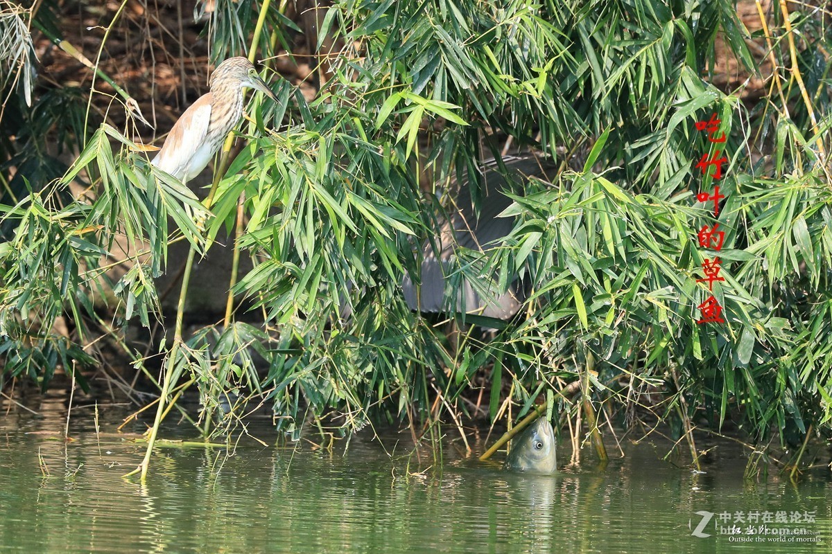 吃竹叶的草鱼