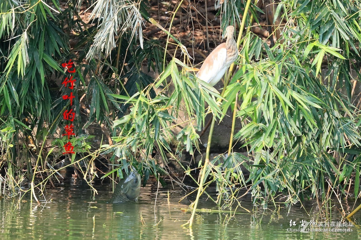 吃竹叶的草鱼