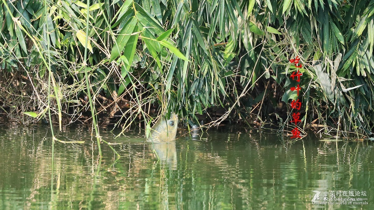 吃竹叶的草鱼