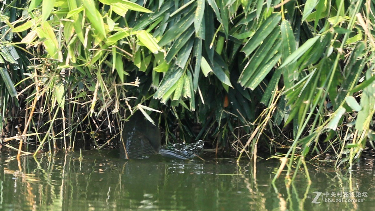 吃竹叶的草鱼