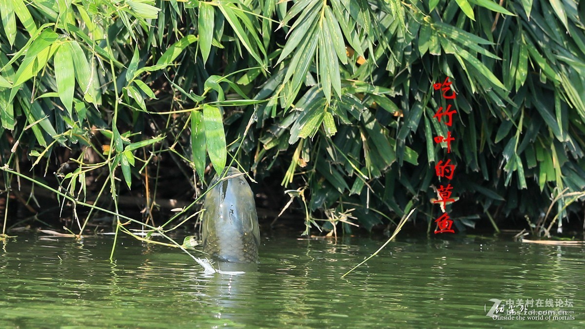 吃竹叶的草鱼
