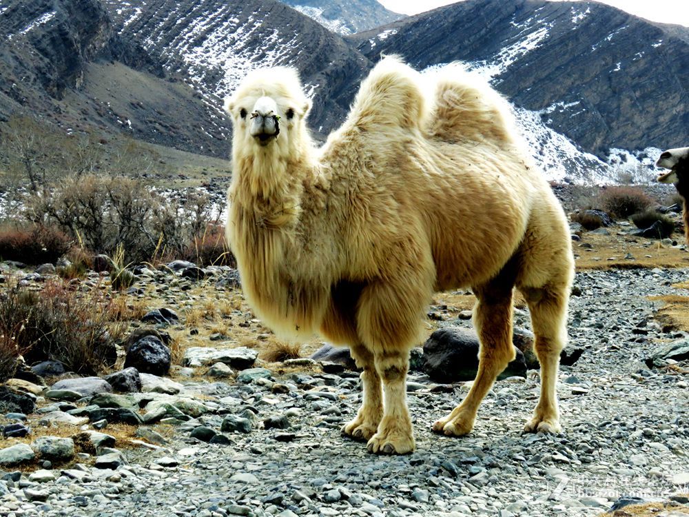 单峰白骆驼图片图片