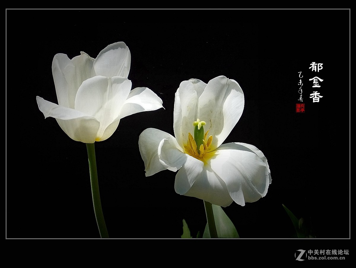 郁金香(2015)