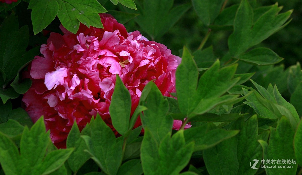 【2016--富贵牡丹】