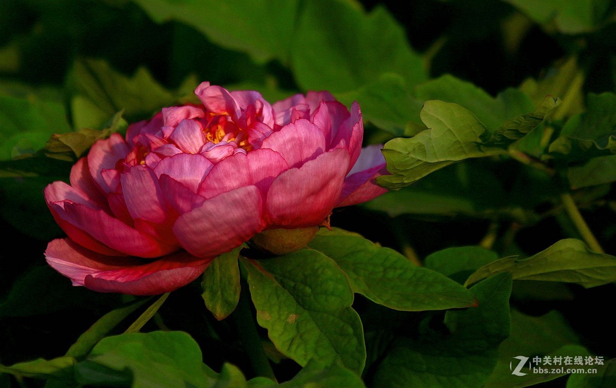 【2016--富贵牡丹】