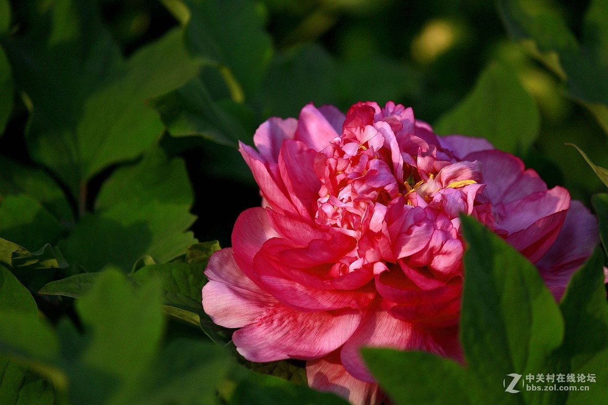 【2016--富贵牡丹】