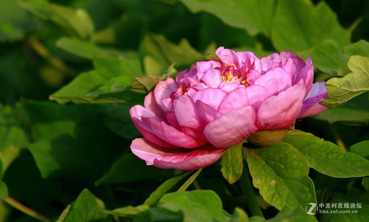 【2016--富贵牡丹】