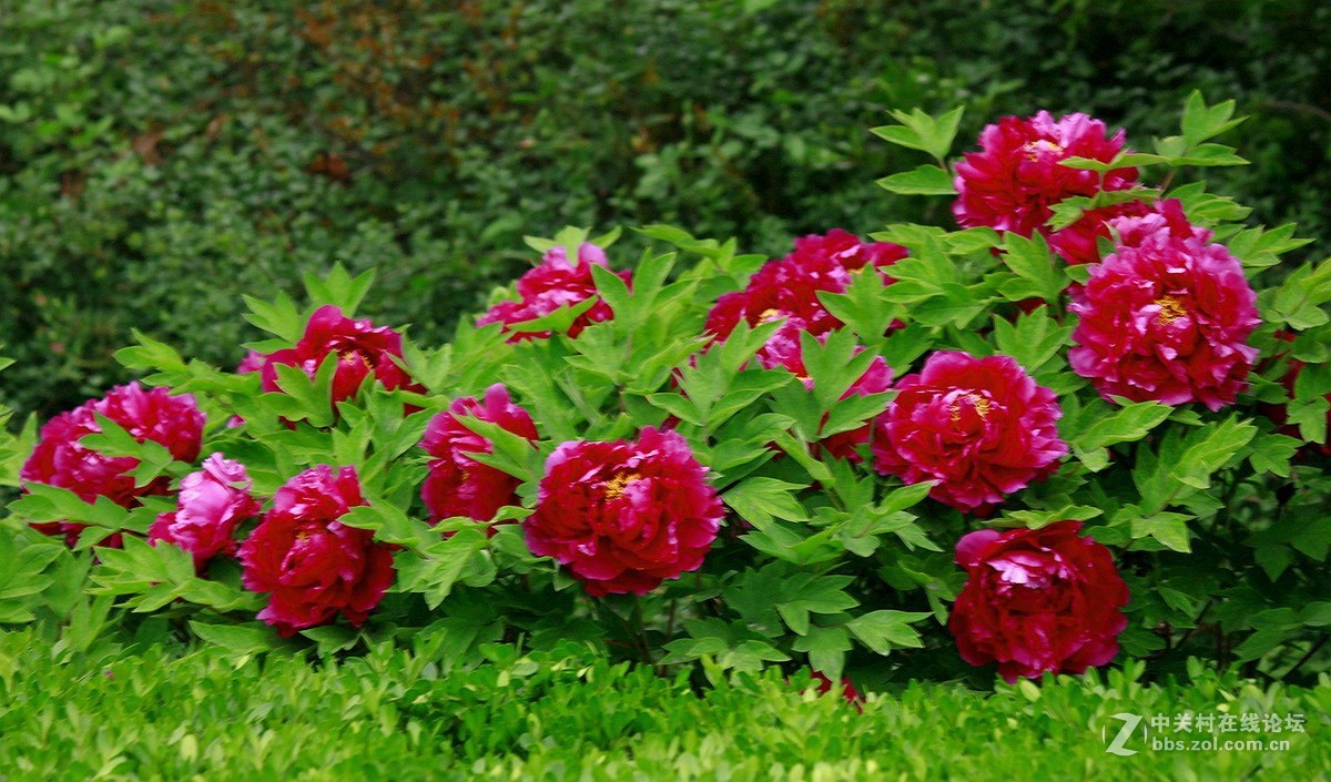 【2016--富贵牡丹】