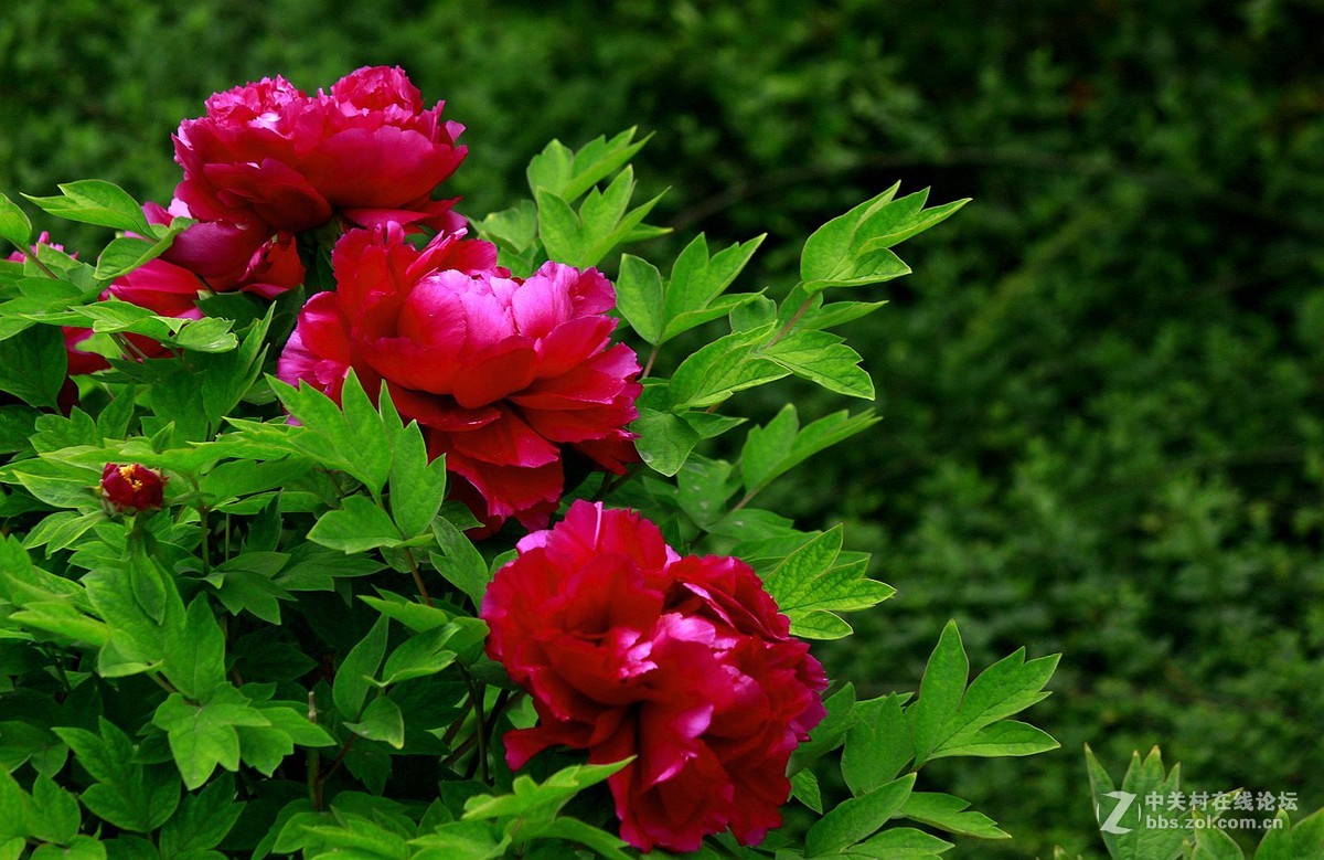 【2016--富贵牡丹】