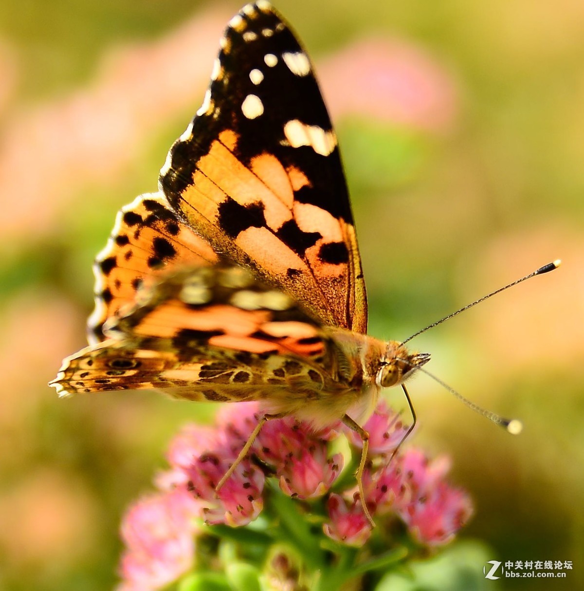 #版主坐堂# 4-6月尼康p510精华帖摘选