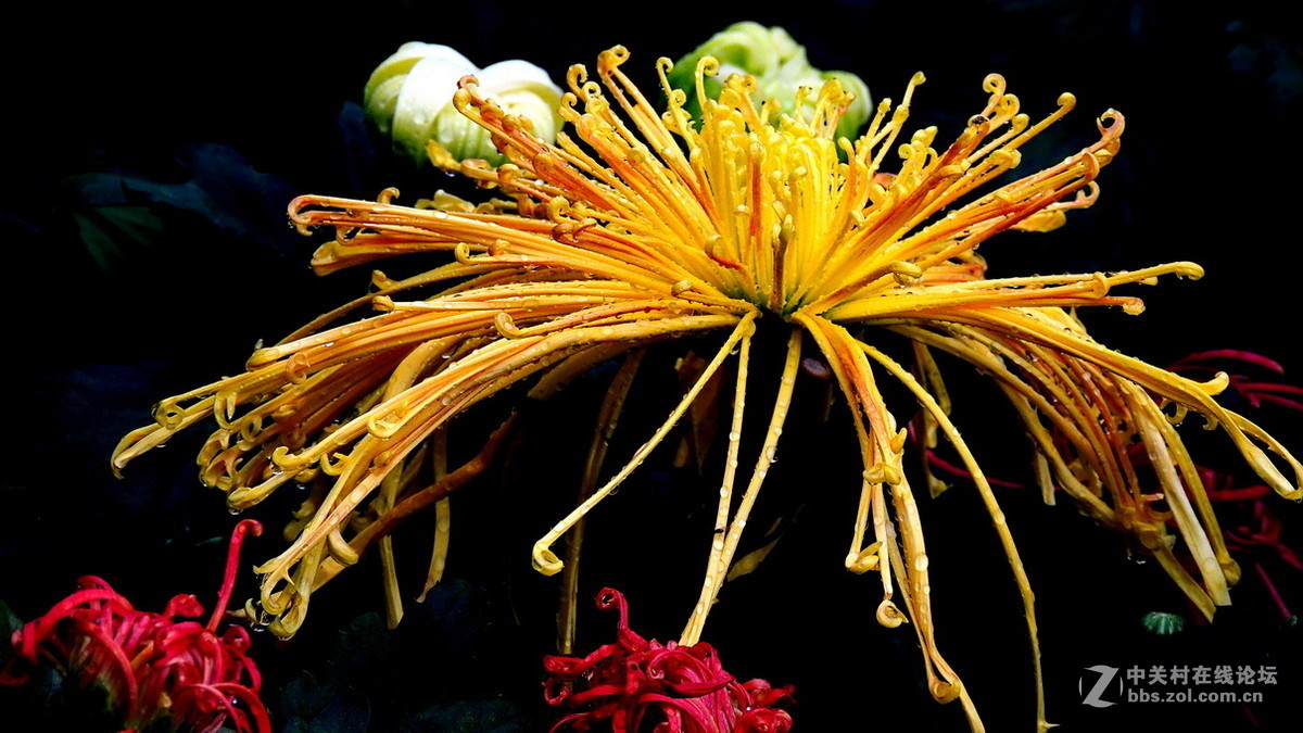 #版主坐堂# 4-6月尼康p510精华帖摘选