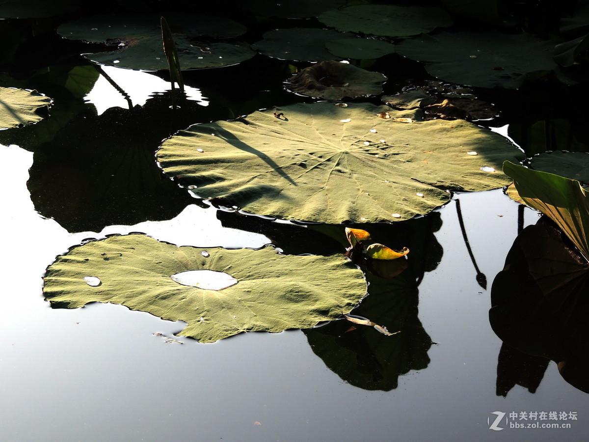 #版主坐堂# 4-6月尼康p510精华帖摘选