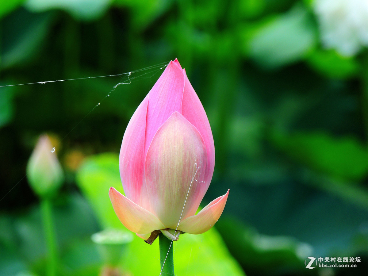 #版主坐堂# 4-6月尼康p510精华帖摘选