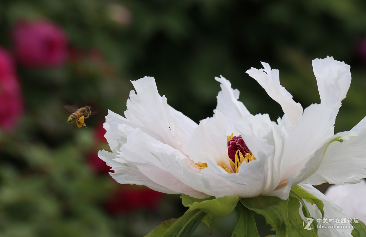 新手第一帖，进入大家庭，和大家共同学习了！