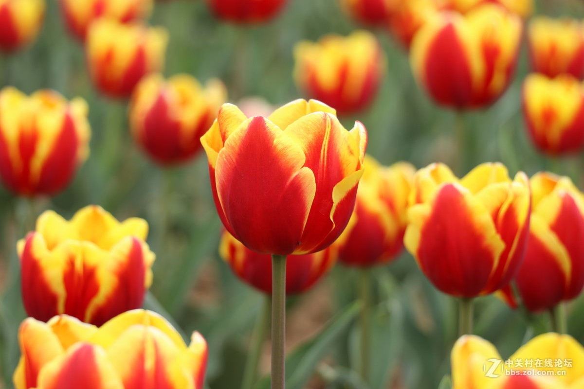 新手第一帖，进入大家庭，和大家共同学习了！