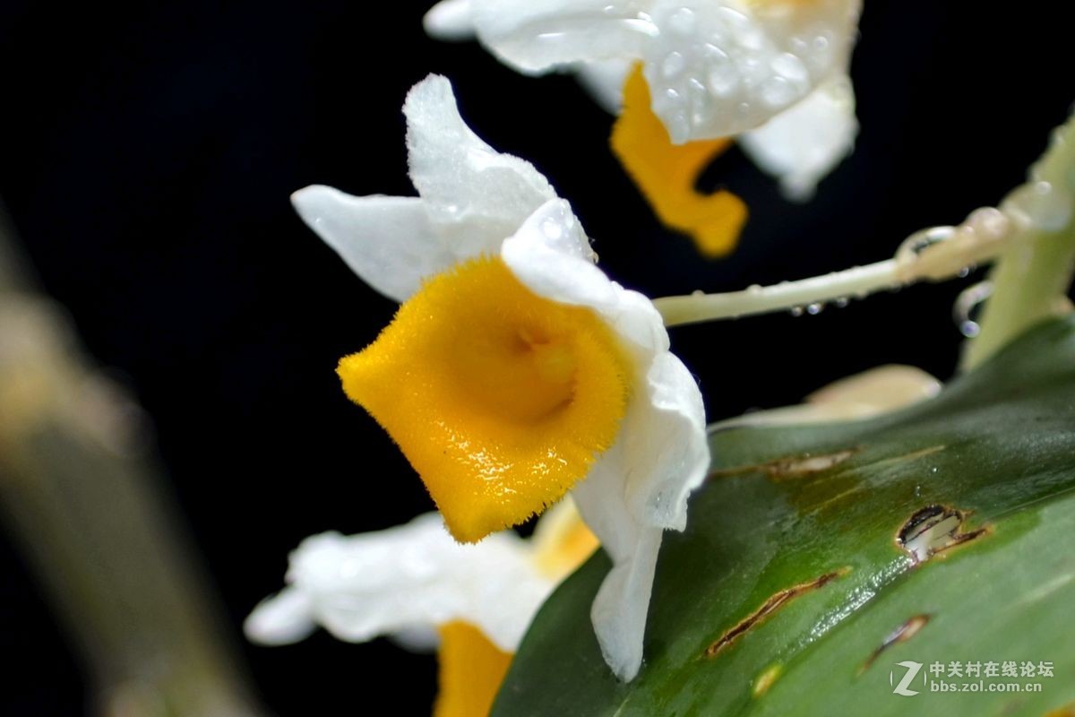 一组“铁皮石斛”花开拍摄