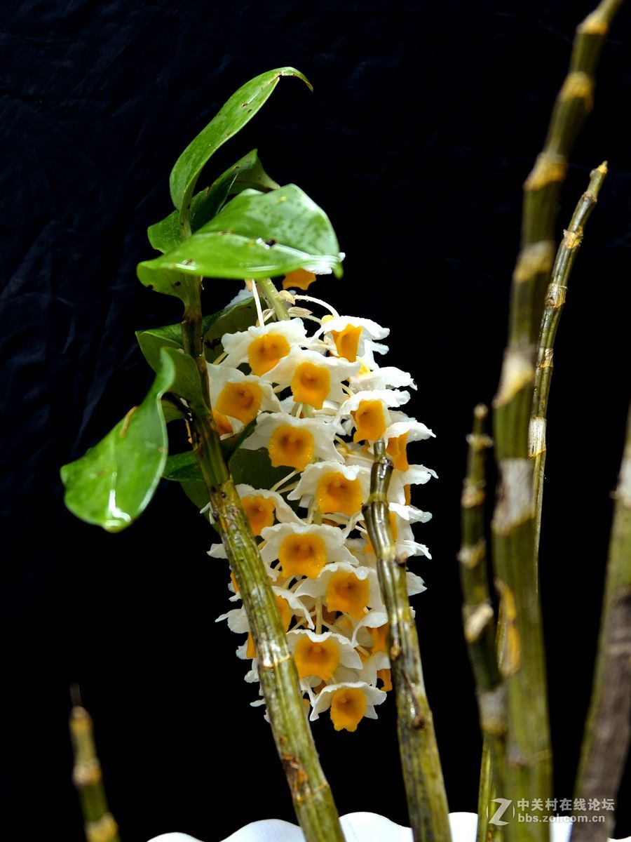 一组“铁皮石斛”花开拍摄