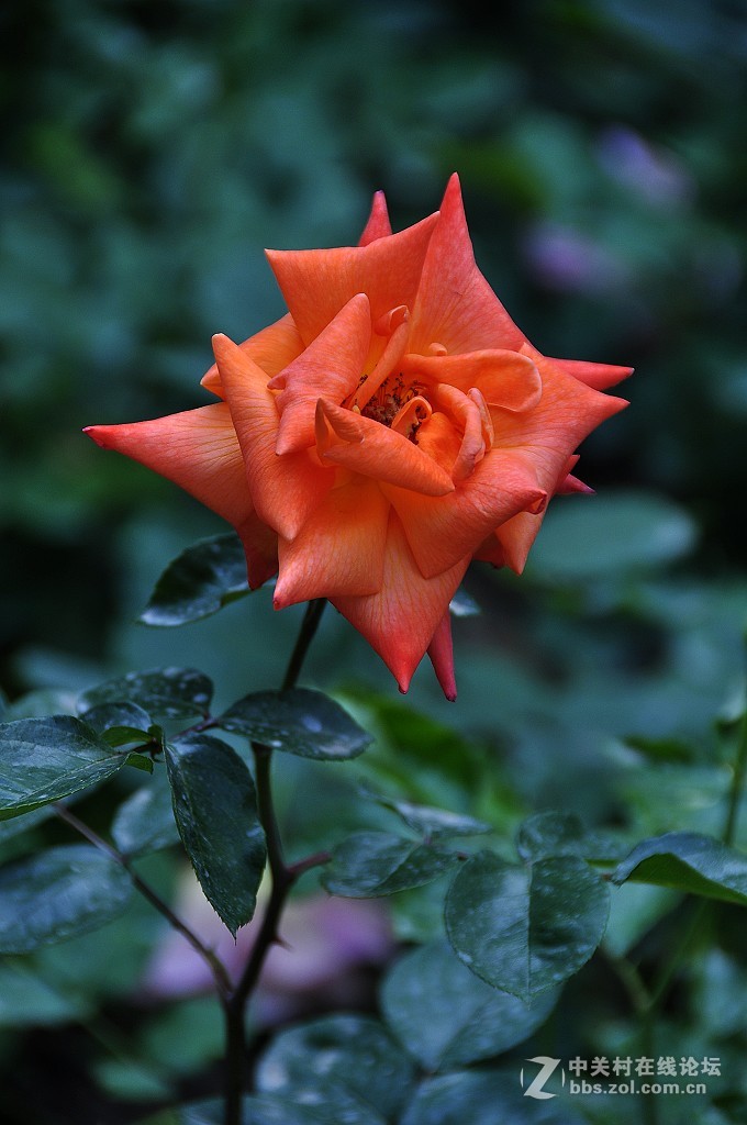 竖版月季花 --------.-中关村在线摄影论坛