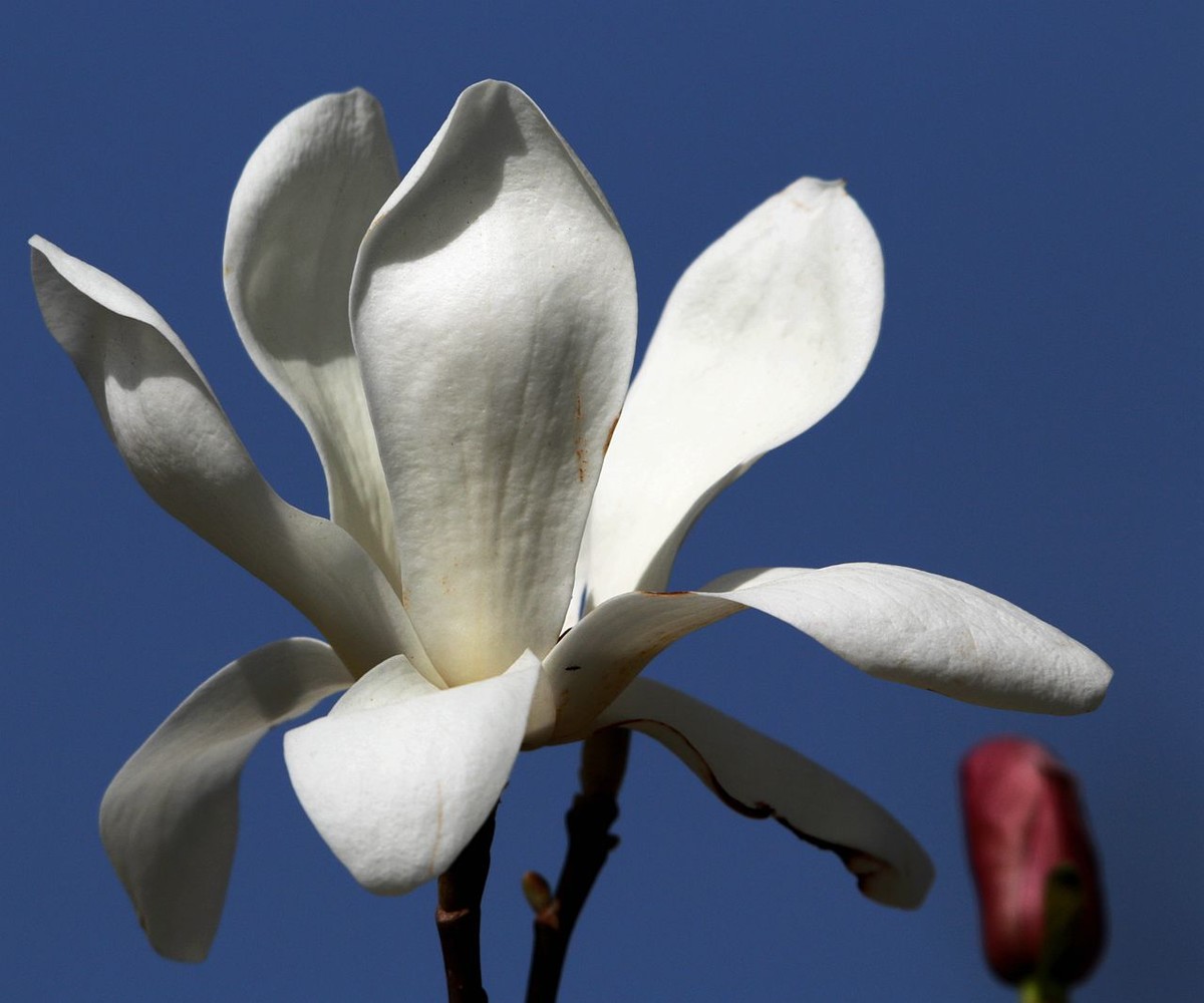 70D带适马156试头