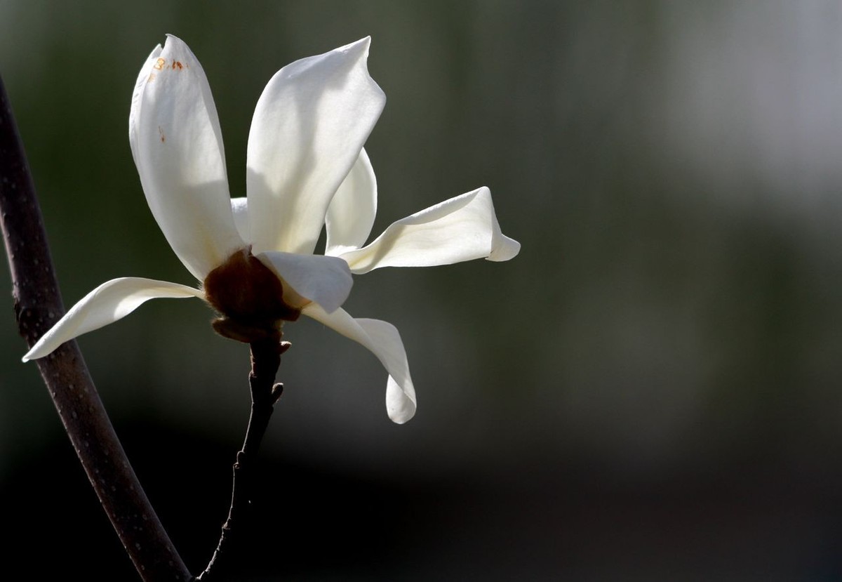 70D带适马156试头