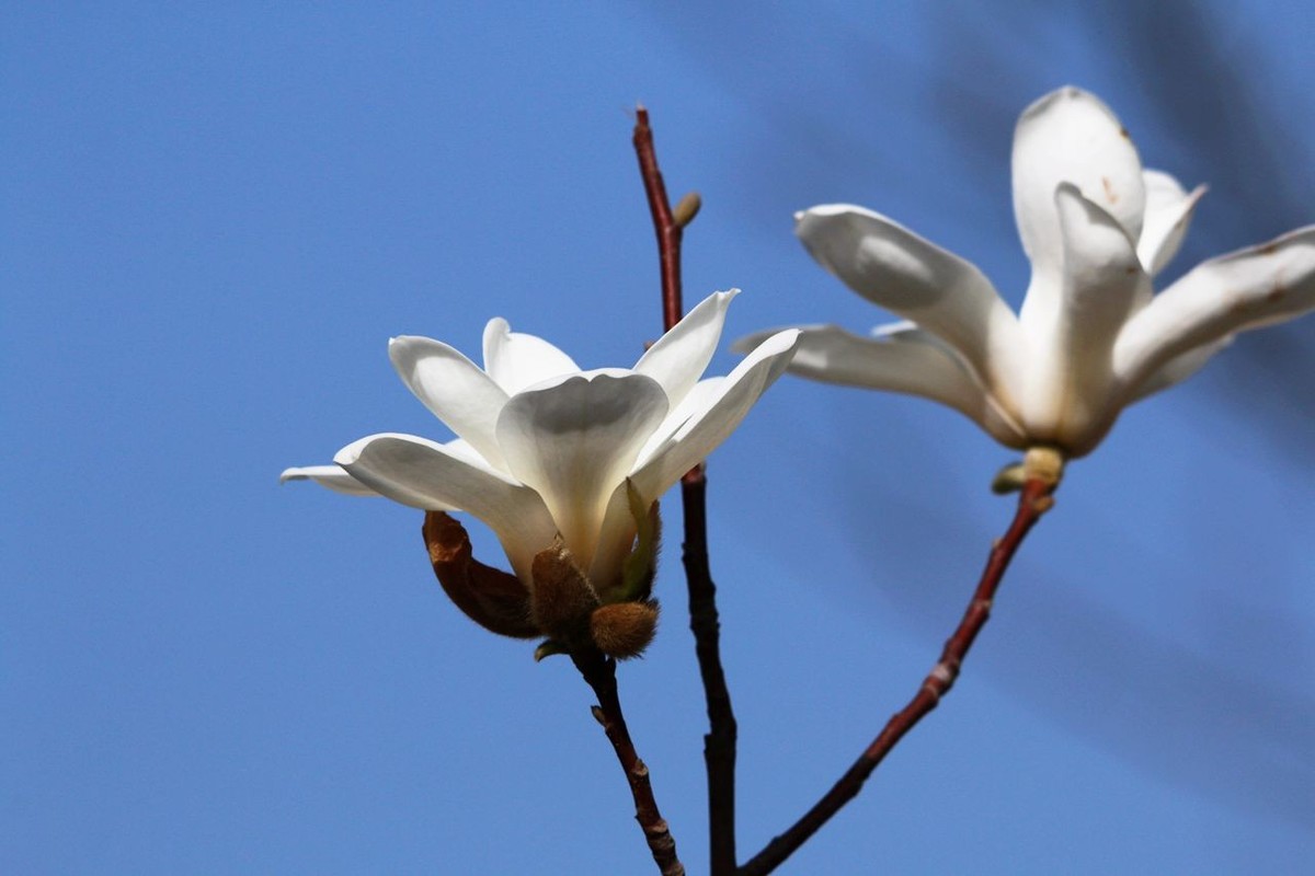 70D带适马156试头