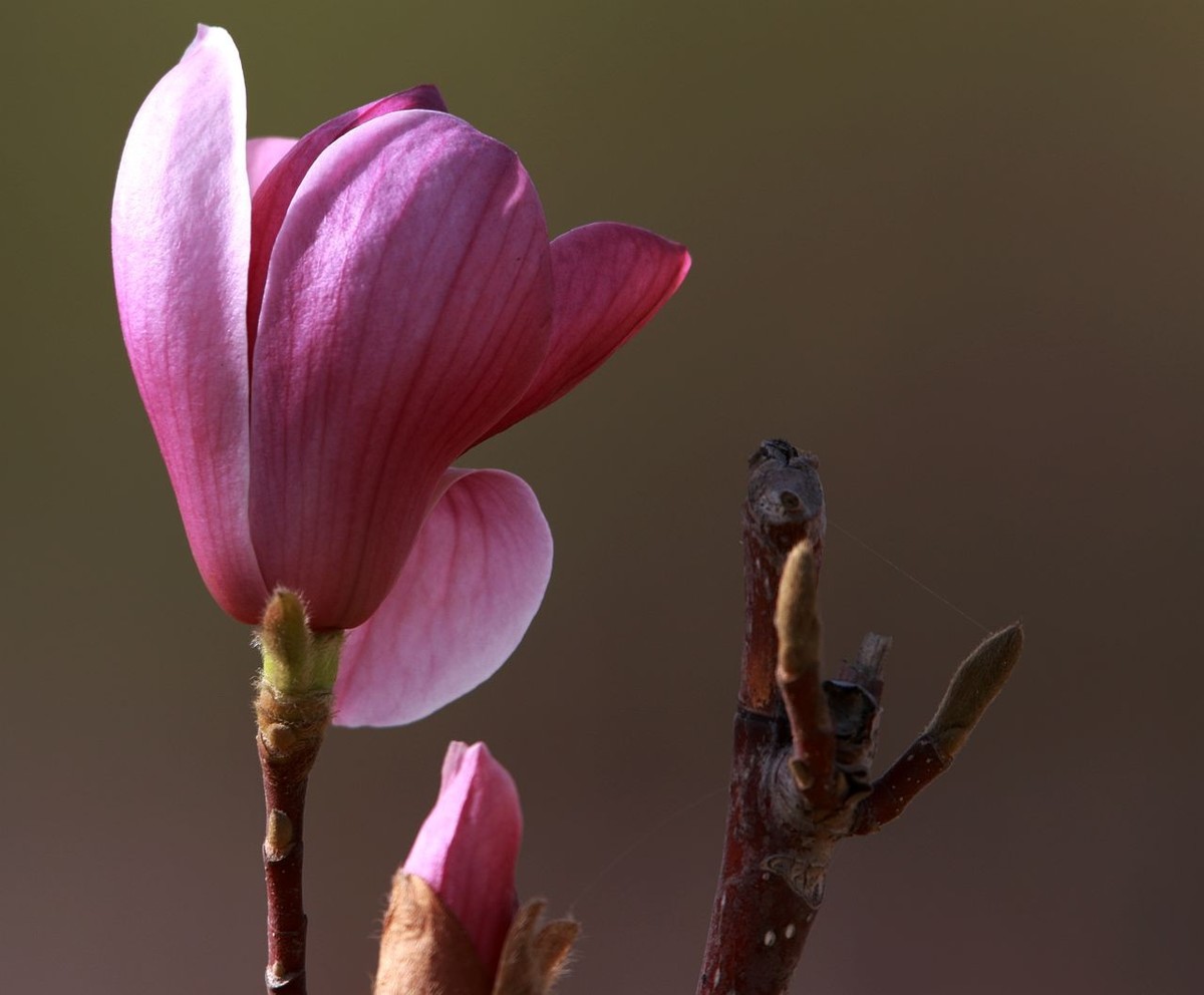 70D带适马156试头