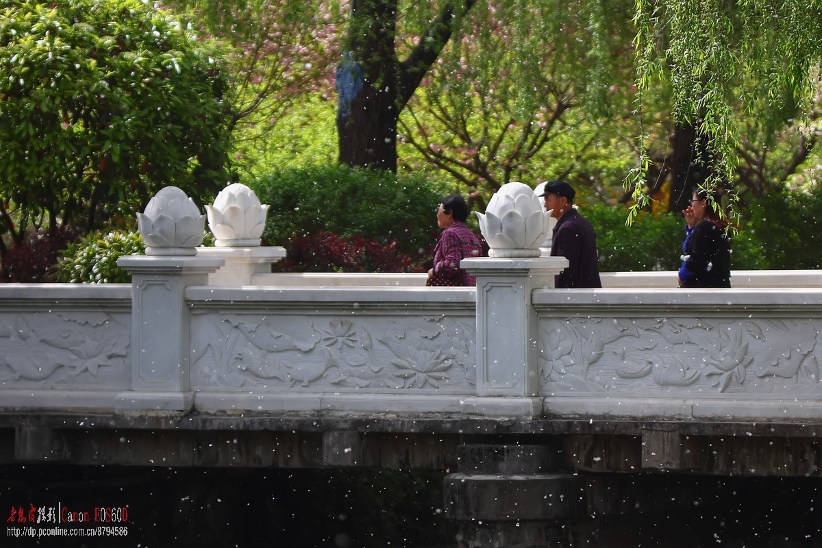 四月飞雪（絮）