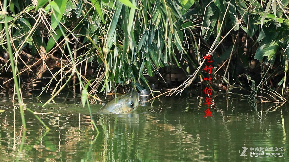 吃竹叶的草鱼