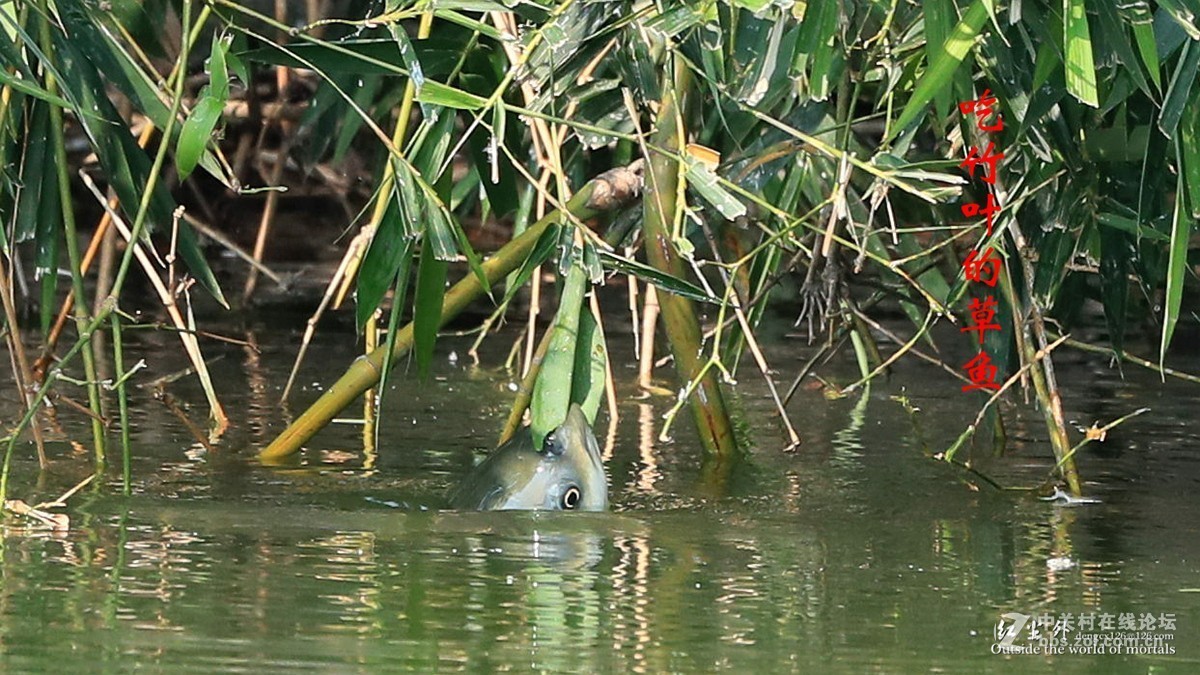 吃竹叶的草鱼