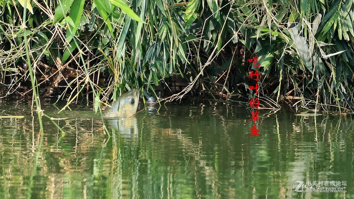 吃竹叶的草鱼