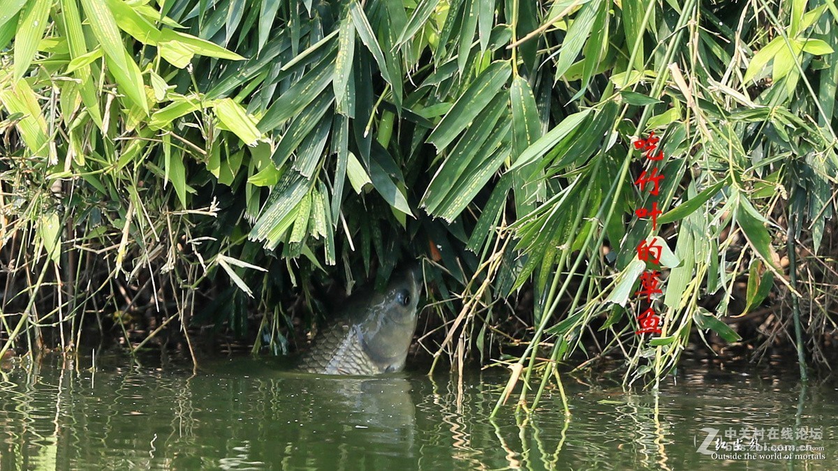 吃竹叶的草鱼