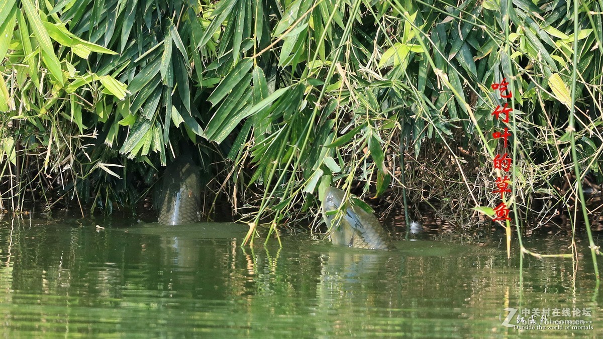 吃竹叶的草鱼